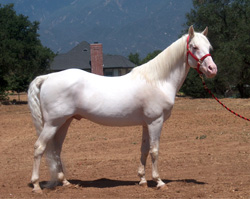 El Brilliante - Camarillo White Horse