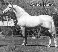 Americano-Andalusian
