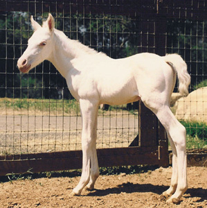 El Brilliante - Camarillo White Horse