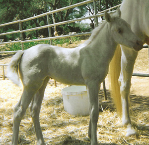 Carmelita-Camarillo White Horse
