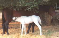 Chic A Boom-Standardbred