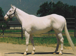 Juanita-Camarillo White Horse
