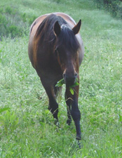 Miss Bluebell-Standardbred