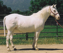 Paloma-Camarillo White Horse