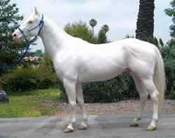 Panchito-Camarillo White Horse