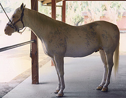 Pancho - Camarillo White Horse