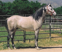 El Rojo Blanco