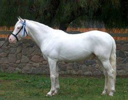 Sterling Sliver-American White Horse