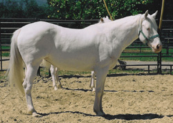 Sweetheart's Crystal Jewel-American White Horse